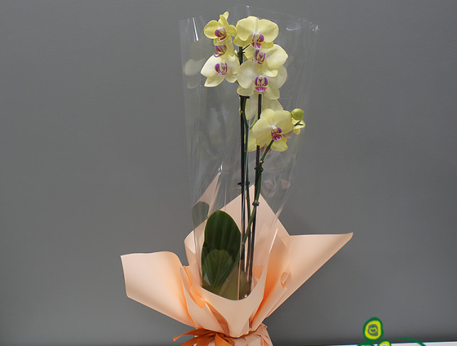 Лимонная орхидея из 2 веток Фото